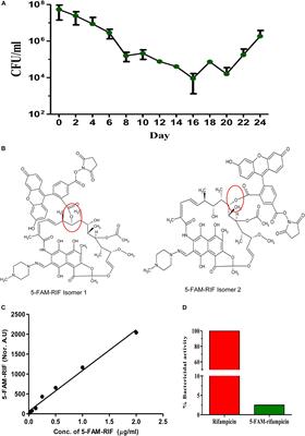 Mycobacterium tuberculosis Cells Surviving in the Continued Presence of Bactericidal Concentrations of Rifampicin in vitro Develop Negatively Charged Thickened Capsular Outer Layer That Restricts Permeability to the Antibiotic